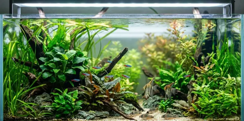 Die 10 besten Algenfresser fürs Aquarium (2026)
