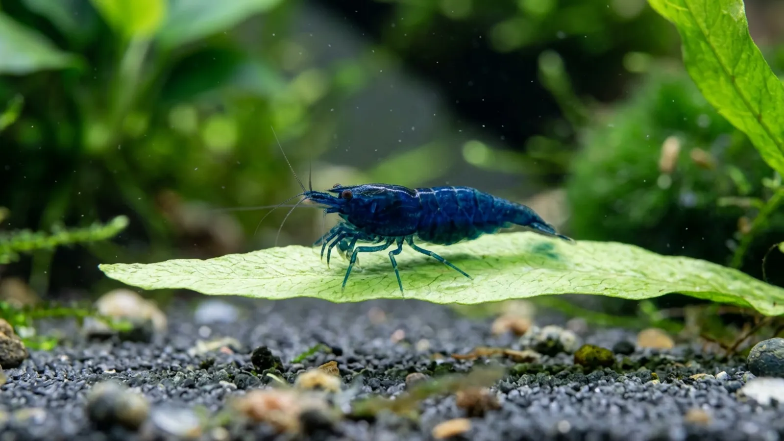 Blue Dream Garnele: die blaue Neocaridina