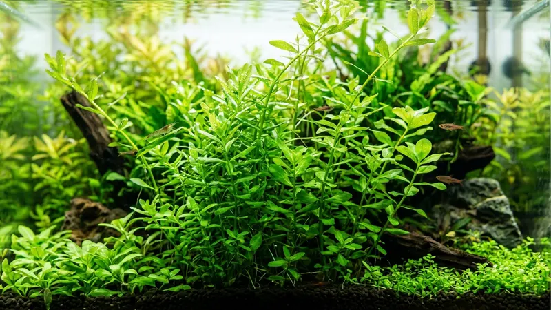 Schnellwachsende Aquarienpflanzen gegen Algen