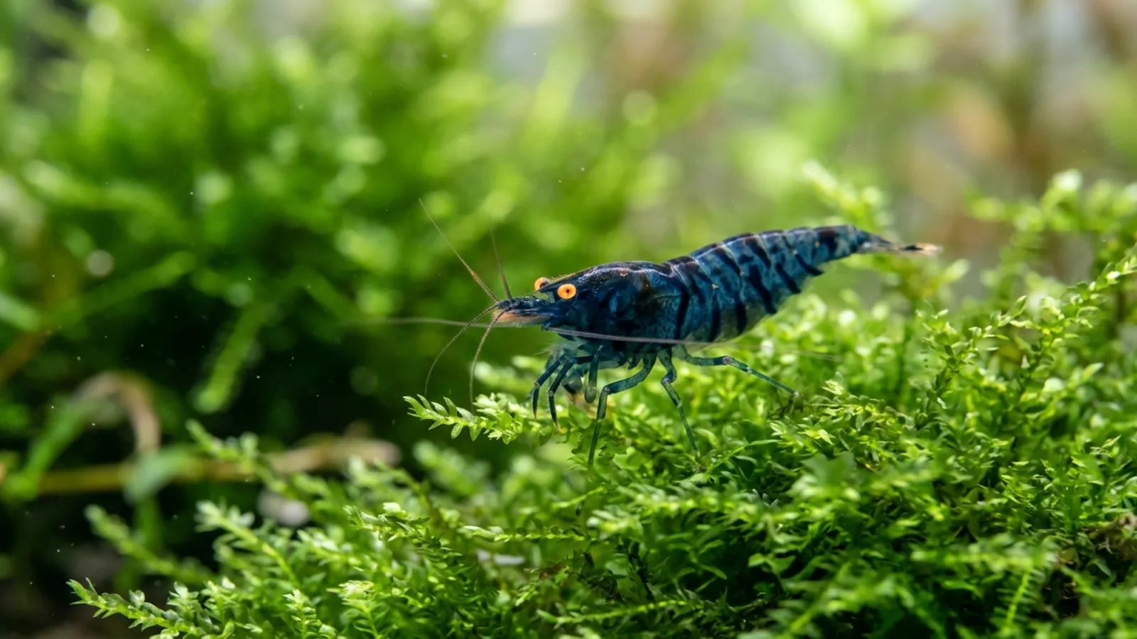 Tigergarnele halten: der Caridina-Einstieg