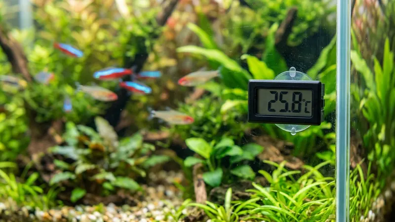 Welche Temperatur braucht dein Aquarium?